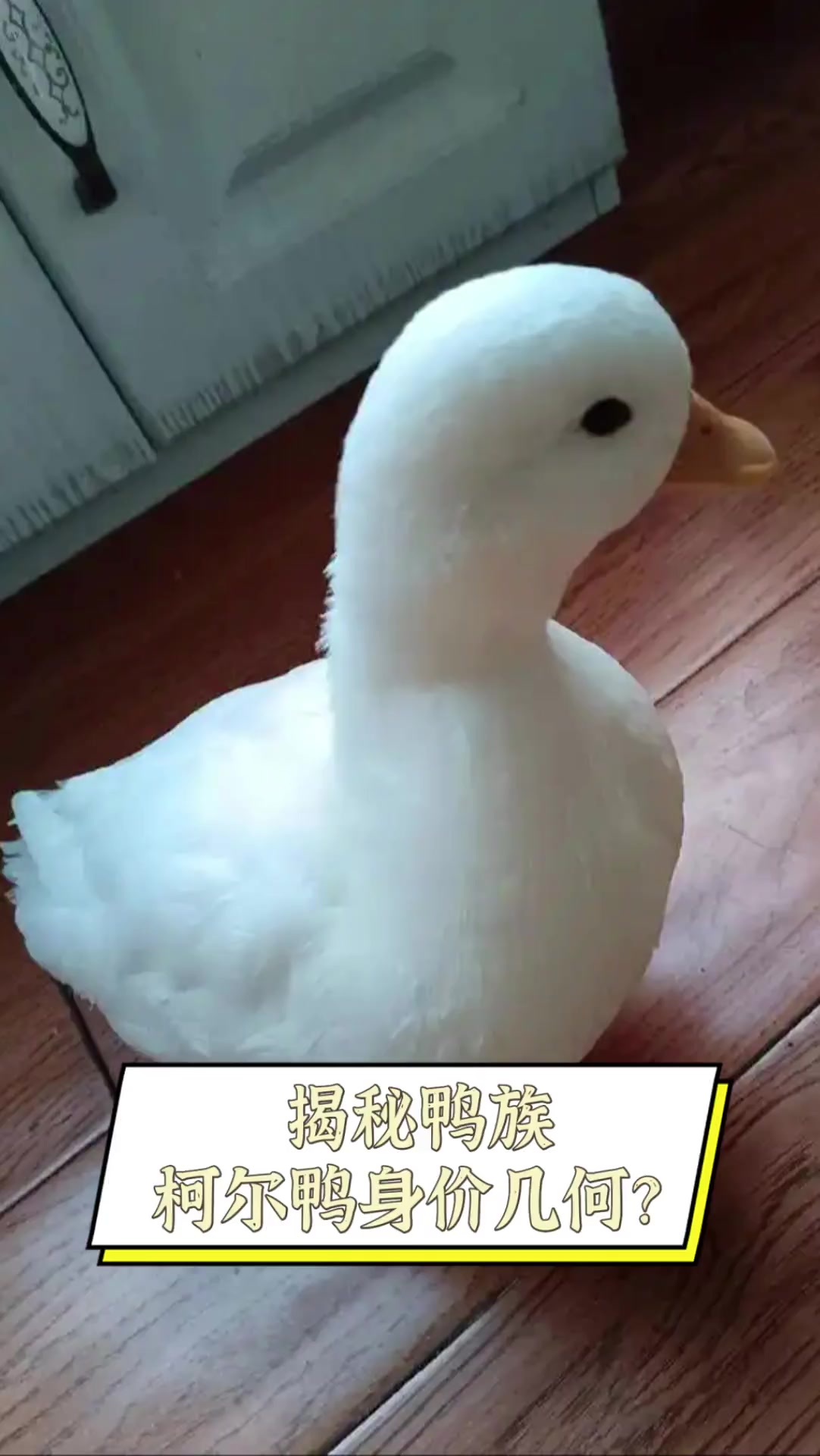 揭秘鸭族,柯尔鸭身价几何?