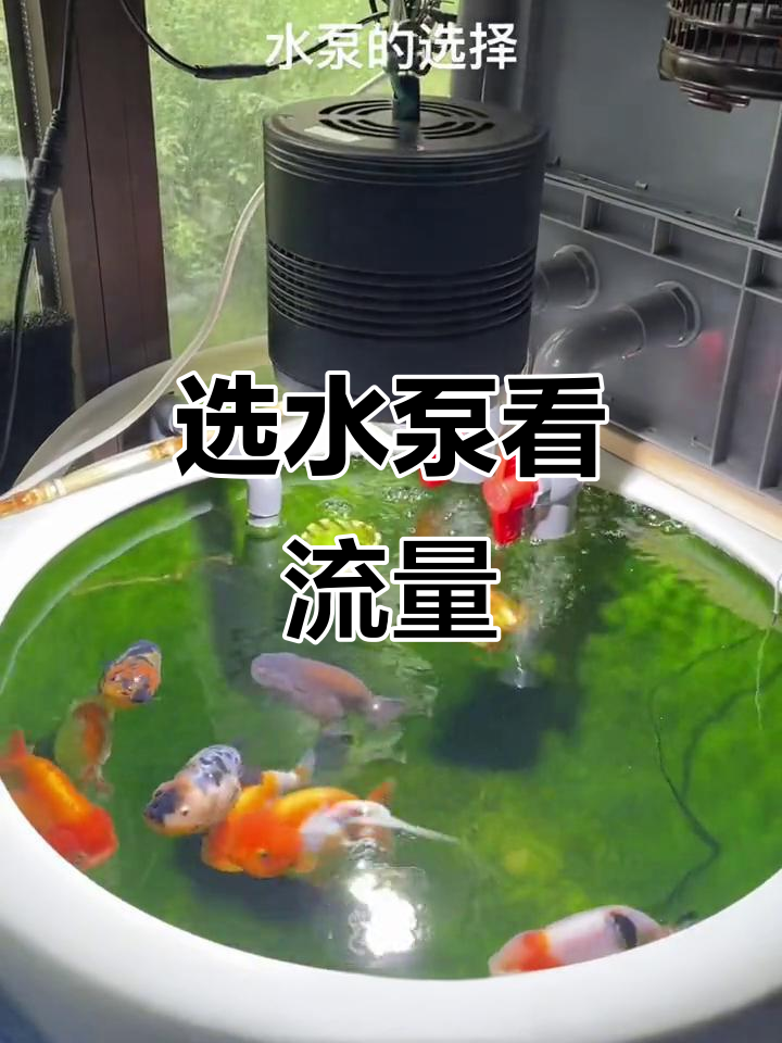 如何挑选适合鱼缸的水泵?流量选择全攻略