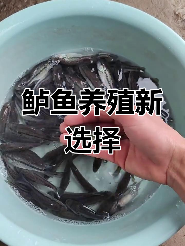 2025年鲈鱼苗,凶猛肉食性鱼类,适合精养或自然清理
