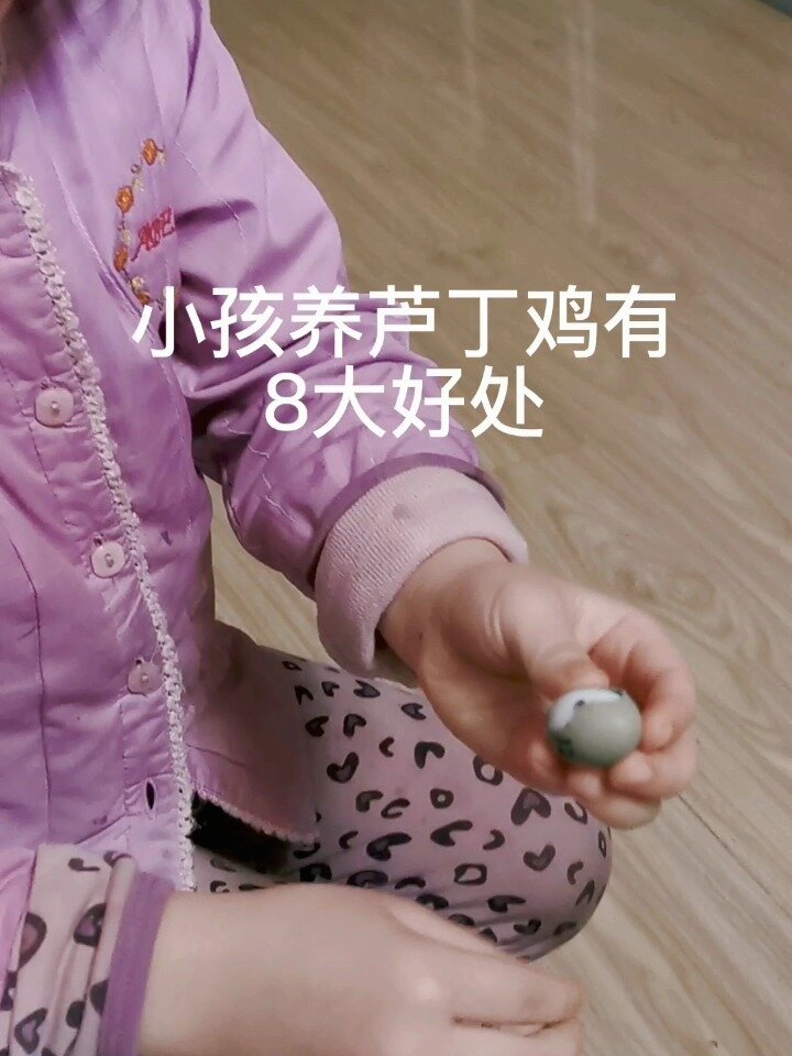 小孩养芦丁鸡有8大好处