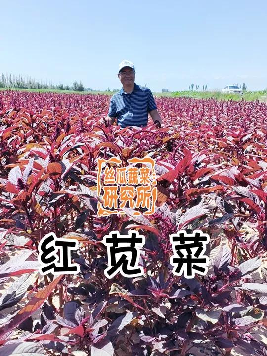 红杆、红叶、红穗的-《红苋菜》这个苋菜,红杆、红叶、红穗,口感好,煎炸炒煮的佳品。苋菜 丝