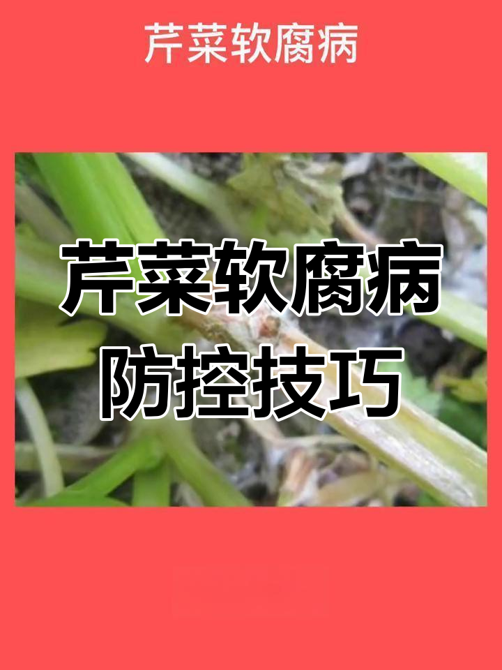 芹菜软腐病防治全攻略:从轮作到药剂使用