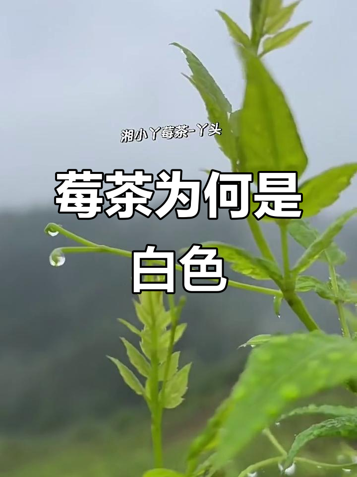 为什么莓茶是白色的?揭秘原因和制作过程