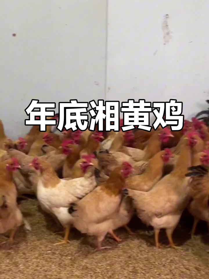 五个月大湘黄鸡,红冠亮毛,年底最后一波,赶紧了解!