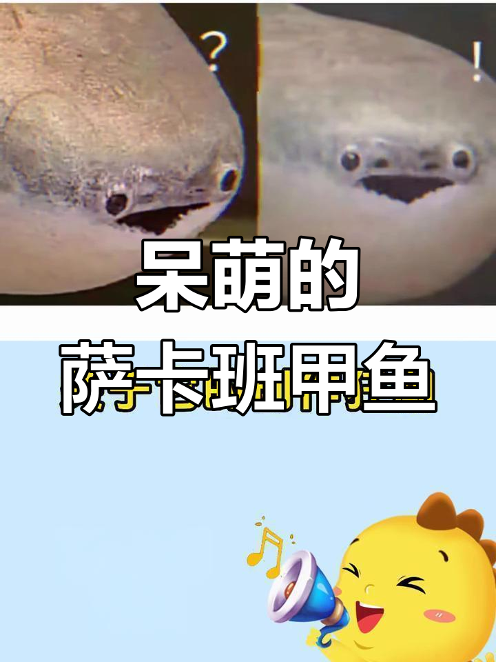 萨卡班甲鱼:古生物表情包新宠