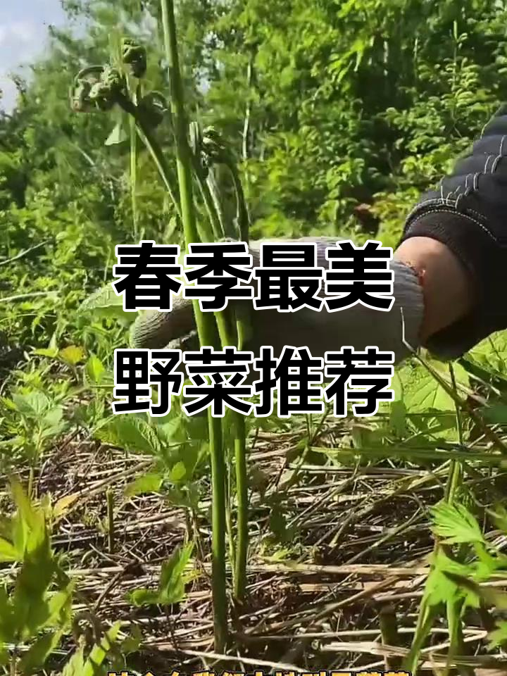 春天野菜大丰收,东北山米子、黄瓜香等美味来袭