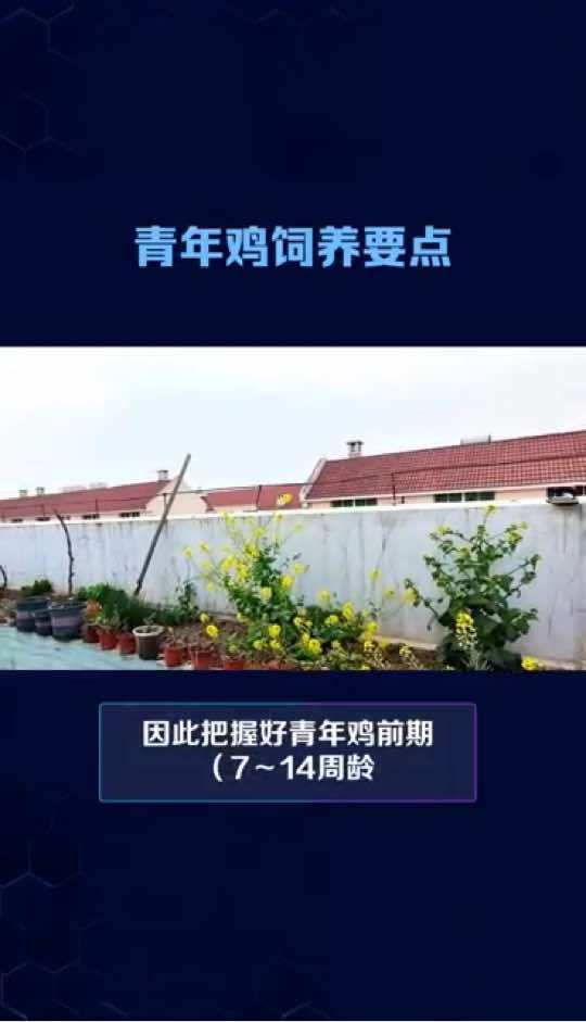 青年鸡饲养要点。蛋鸡育雏 蛋鸡育成期管理要点 蛋鸡养殖 青年鸡养殖 鸡苗