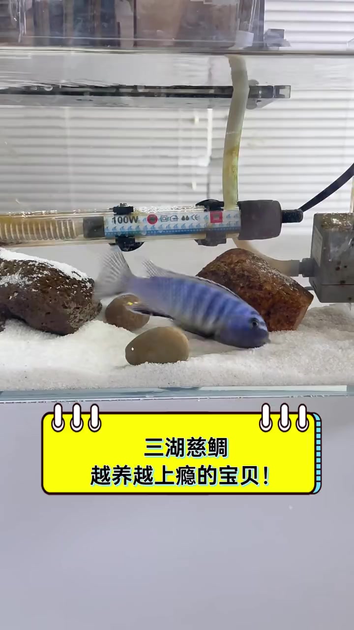 三湖慈鲷,越养越上瘾的宝贝!