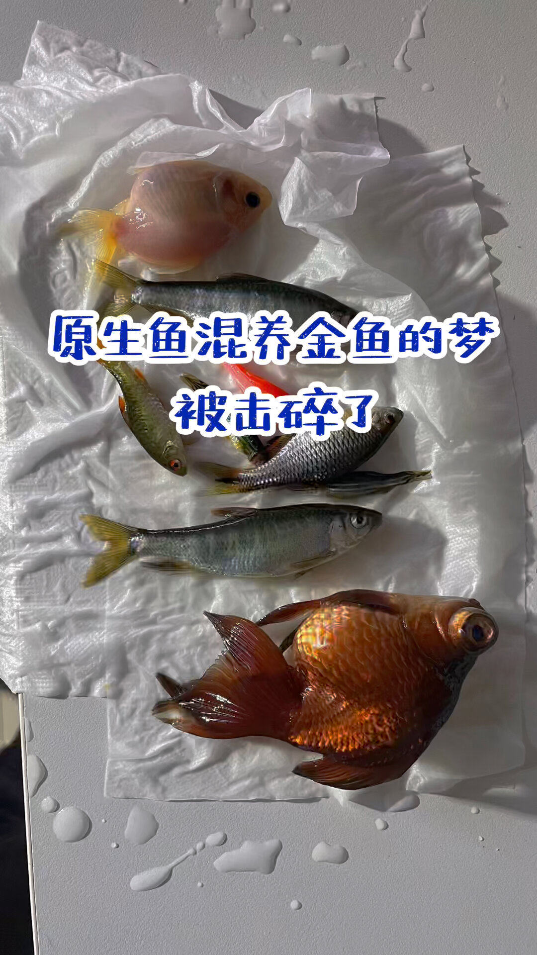 原生鱼混养金鱼梦此刻破碎