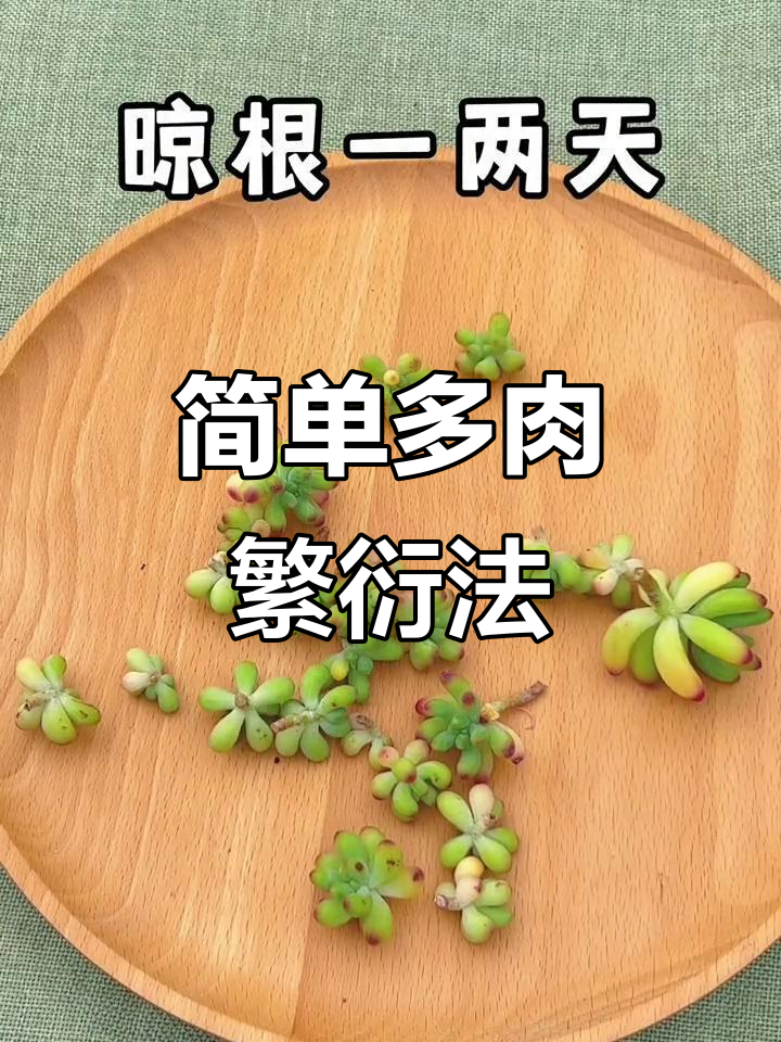 多肉植物侧芽繁殖技巧,轻松学会扦插方法