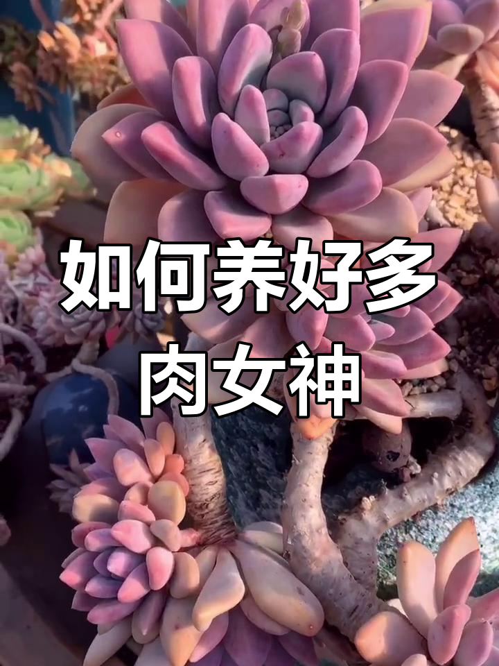 奥普琳娜多肉养护全攻略:光照与夏季管理技巧