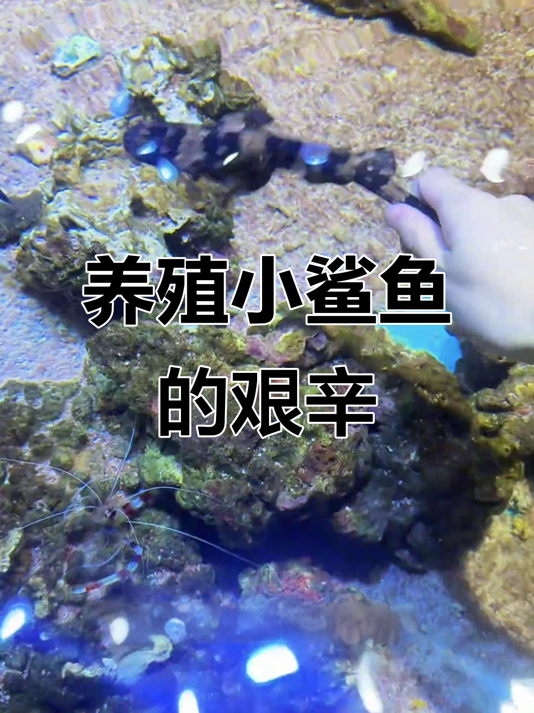 小鲨鱼饲养大揭秘:从喂食到生存挑战