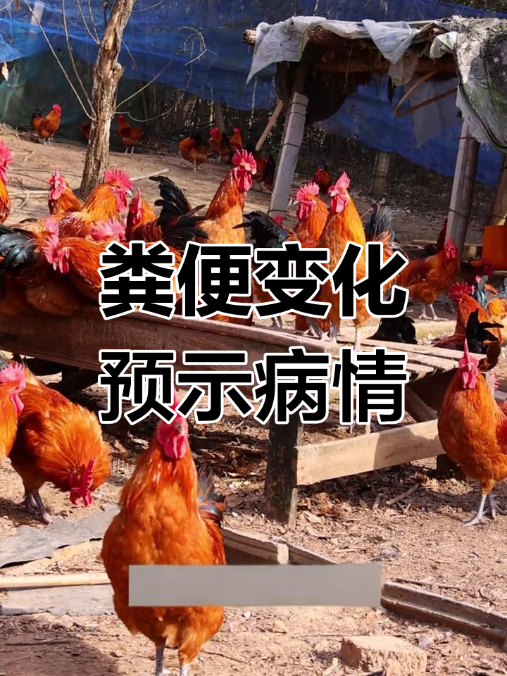 鸡粪异常警示疾病信号