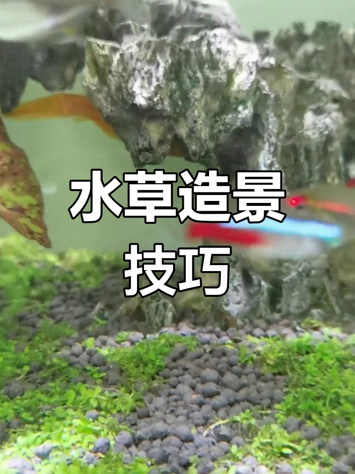 鱼缸里的绿色草坪,轻松打造水草景观