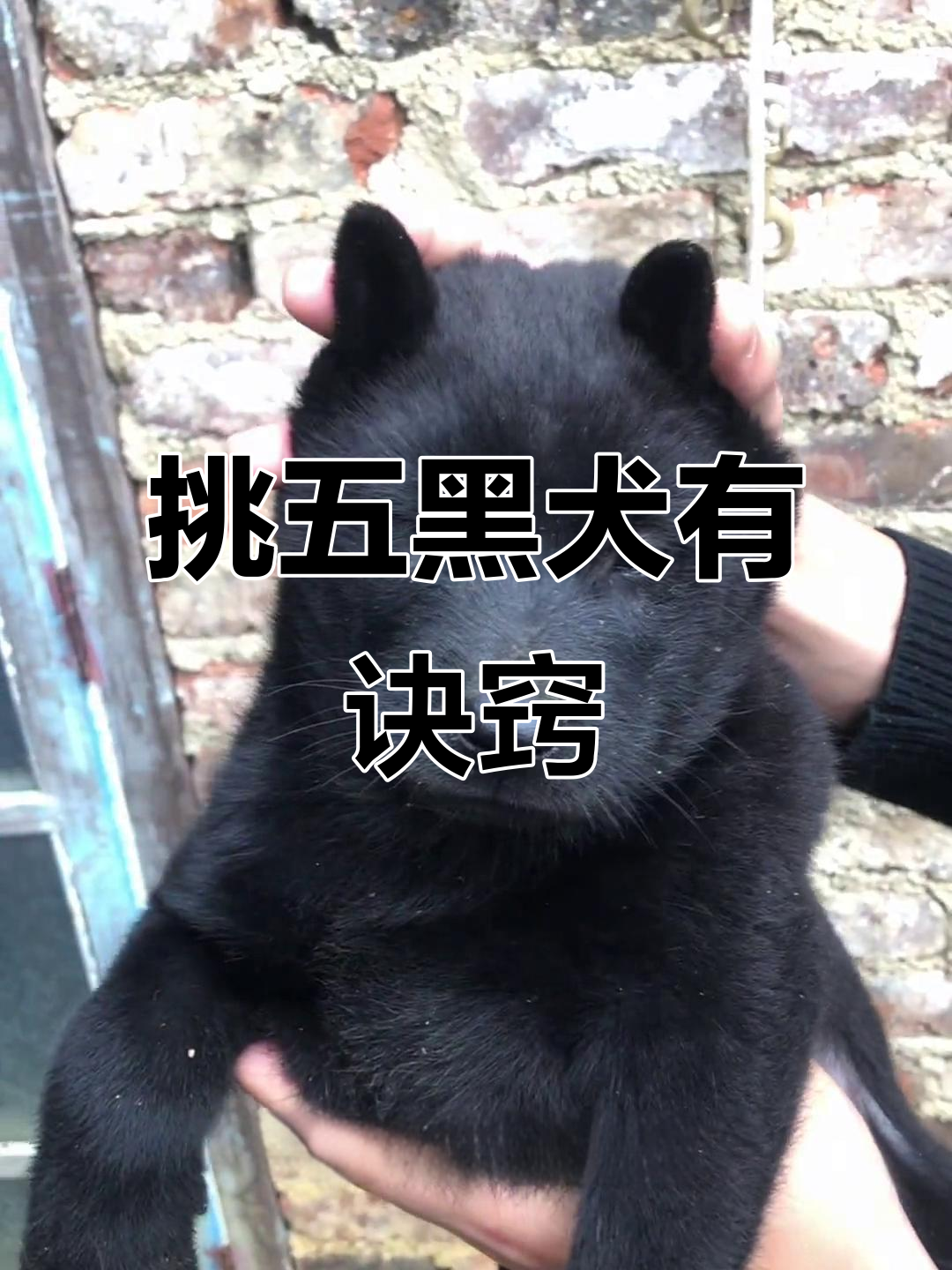 五黑犬挑选秘诀:性格与体型缺一不可,避免尖嘴长耳的品种