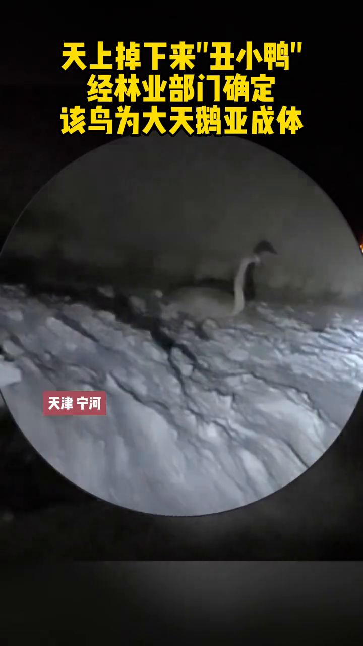 天上掉下“丑小鸭”,经确认是大天鹅亚成体