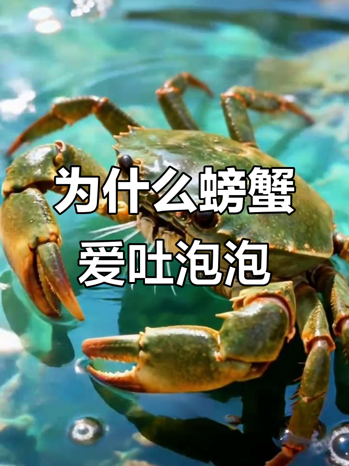 螃蟹吐泡泡的秘密：它是在呼吸！