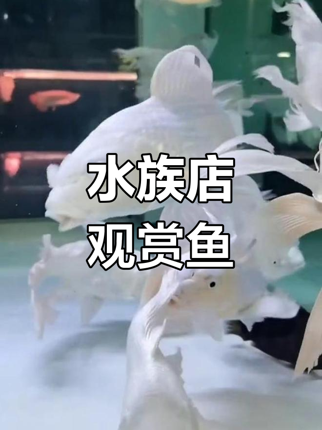 鞍山众鑫水族馆:龙鱼、魟鱼与蝴蝶鲤的展示