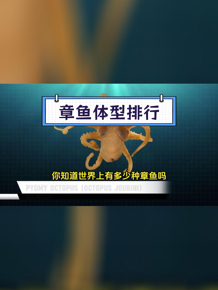 各种章鱼大小对比,巨型种类揭秘