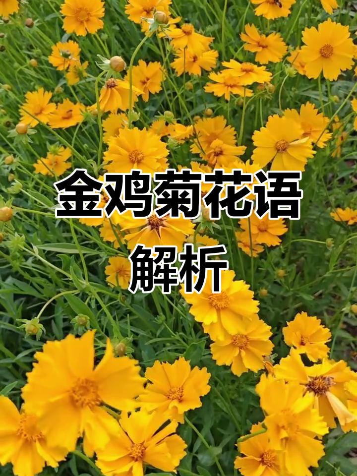 金鸡菊的花语:快乐、繁荣与竞争力,象征着积极向上的力量
