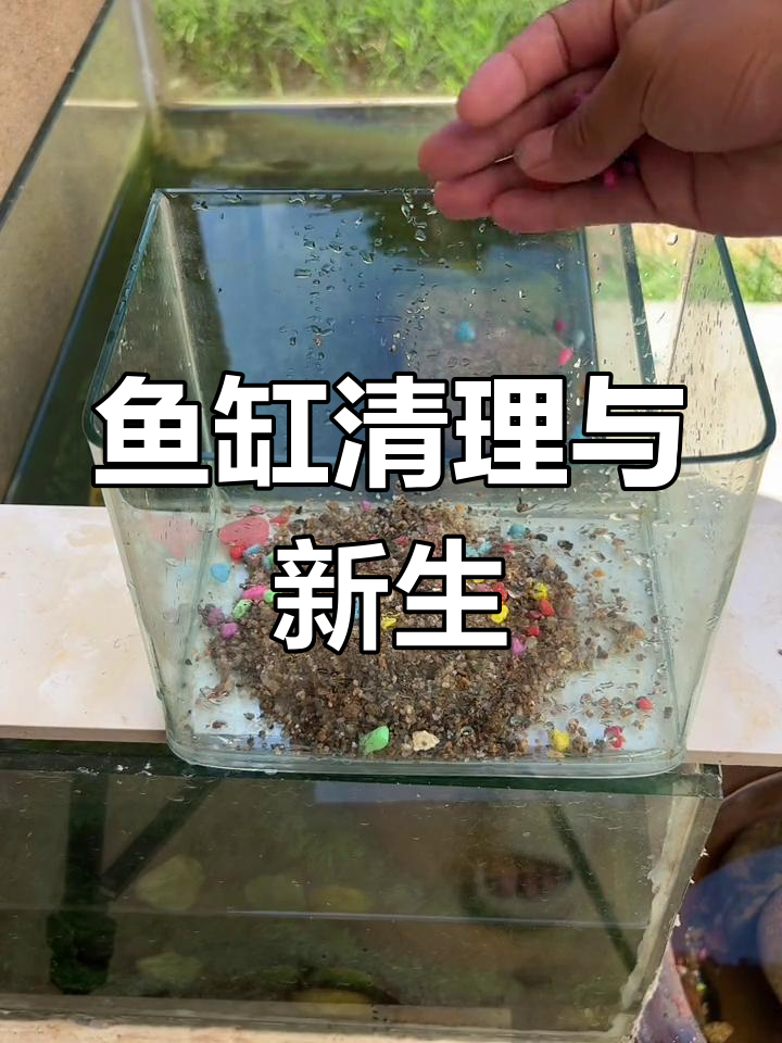 废弃鱼缸重生记:清洗、装饰与新生命