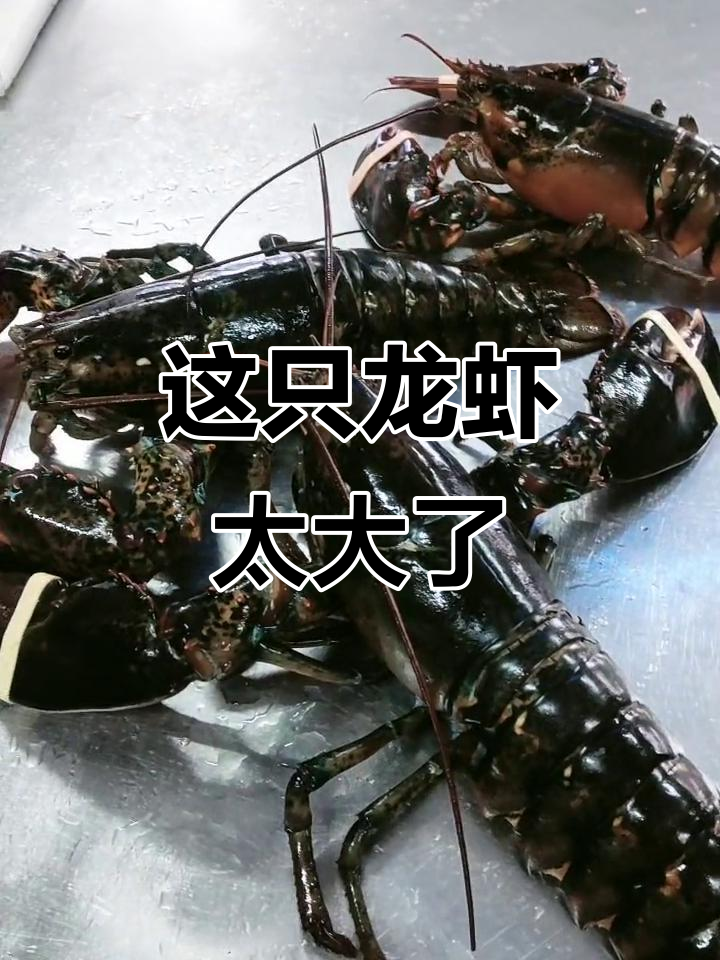 第一次见这么大龙虾,一斤多重,竟然值几百块!