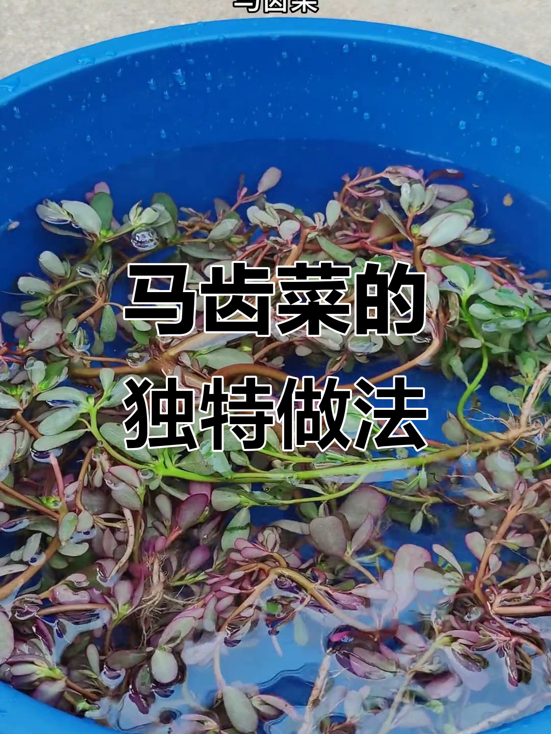 马齿菜加红糖,竟有如此神奇功效!农村人都知道吗?