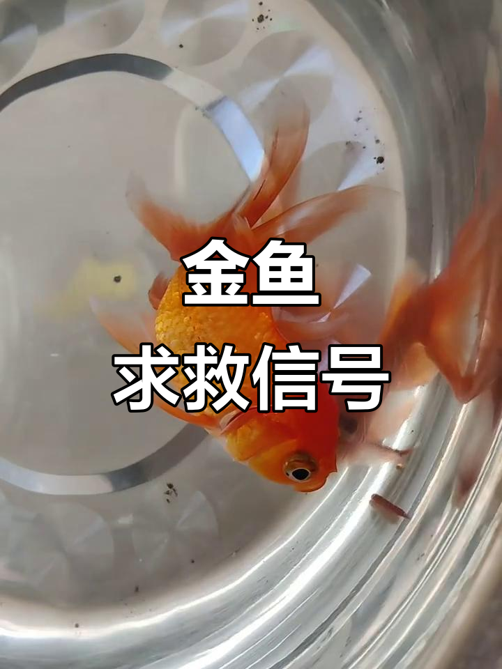 小金鱼吐泡泡其实是求救,现在它快不行了,怎么办?