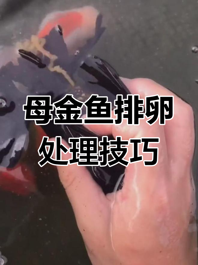 金鱼产卵怎么办?手速慢点,姿势要对