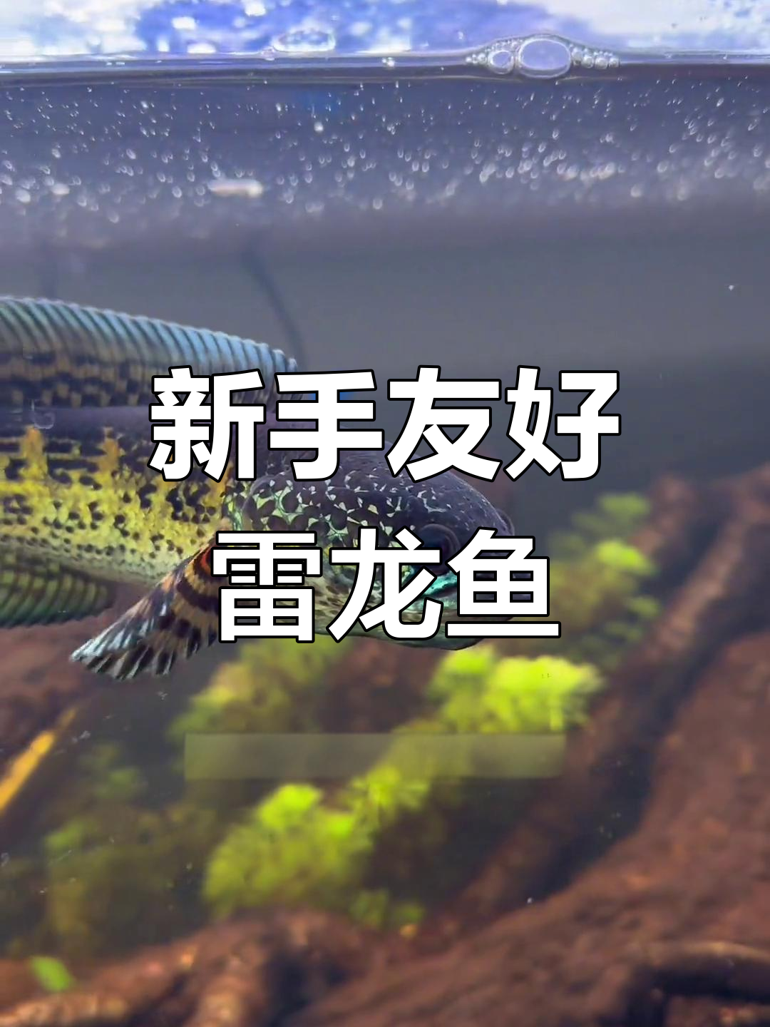适合新手养的雷龙鱼,皮实又美观
