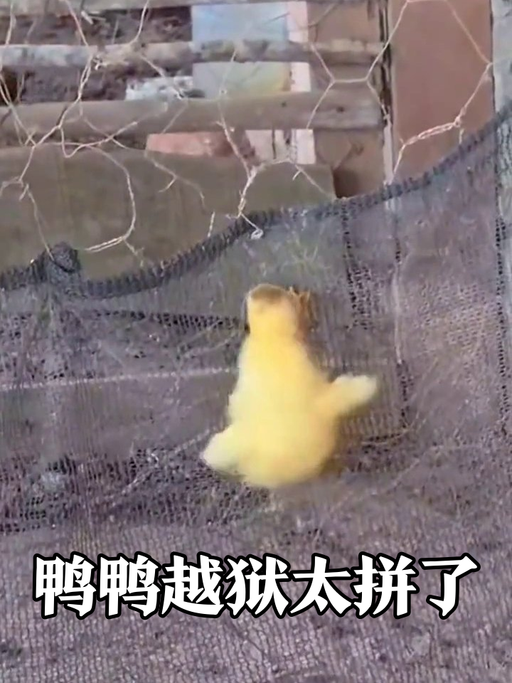 小黄鸭越狱翻车现场 笨拙跳跃萌翻全场