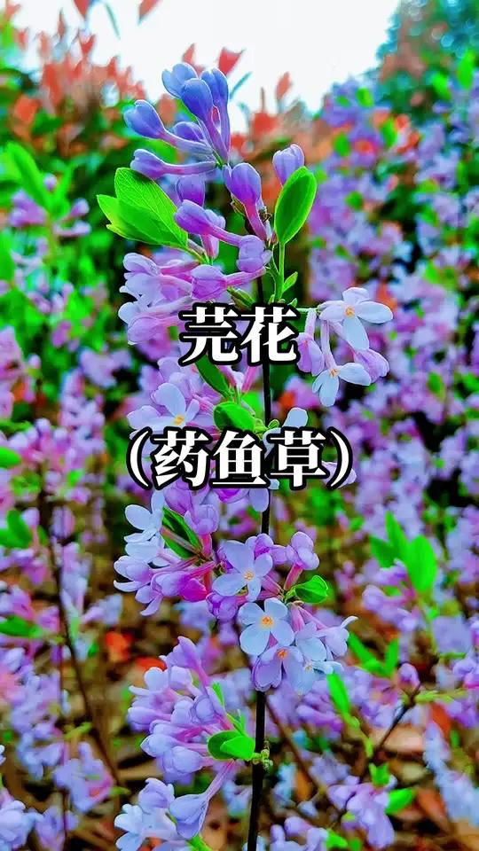 芫花告诉我们,有些爱是不能占有只适合放在心里……外表美丽而全身有毒俗称天然土农药 芫花 药