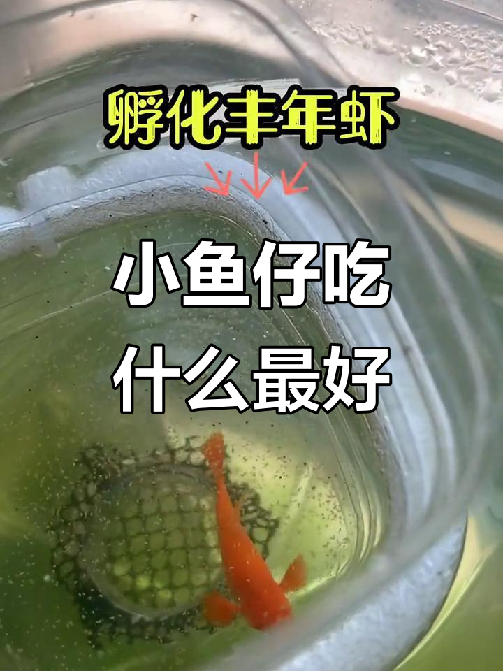 刚出生的小鱼喂什么?丰年虾是最佳选择