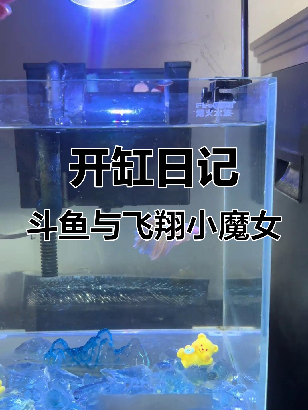 网上看到仙气飘飘斗鱼缸,决定开新缸!