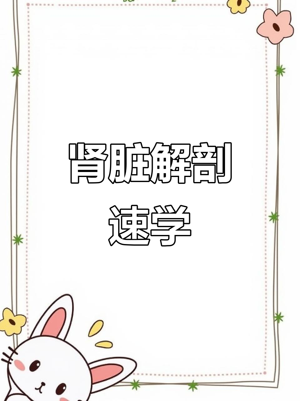 30秒了解肾脏解剖结构,快速掌握关键细节