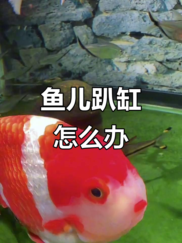 金鱼趴缸的7个原因及解决方法