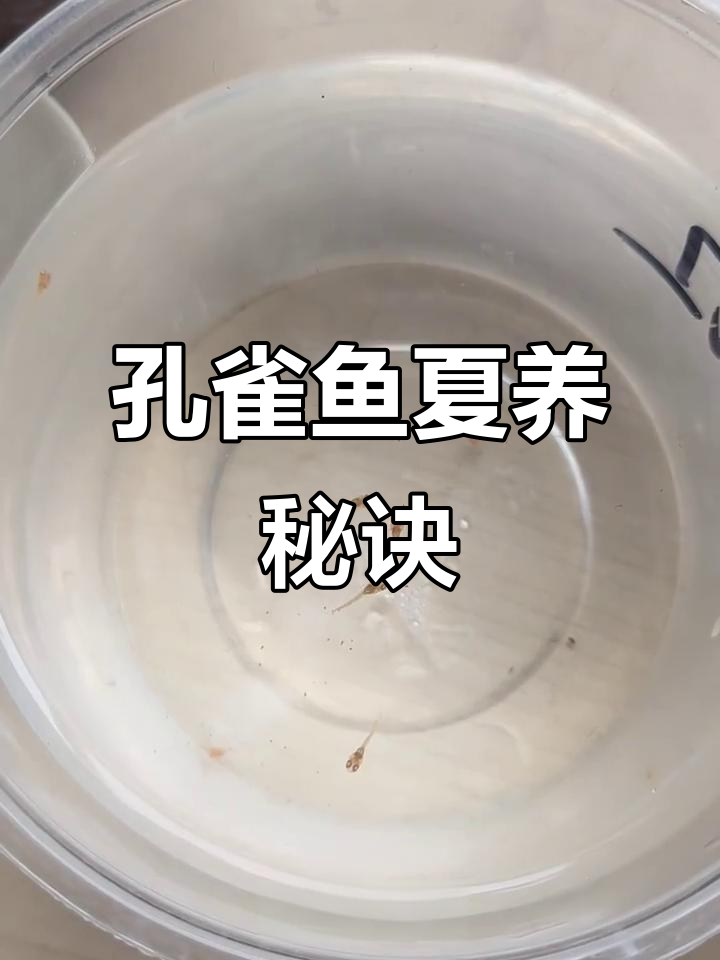 夏季孔雀鱼幼崽养护技巧,提升成活率!
