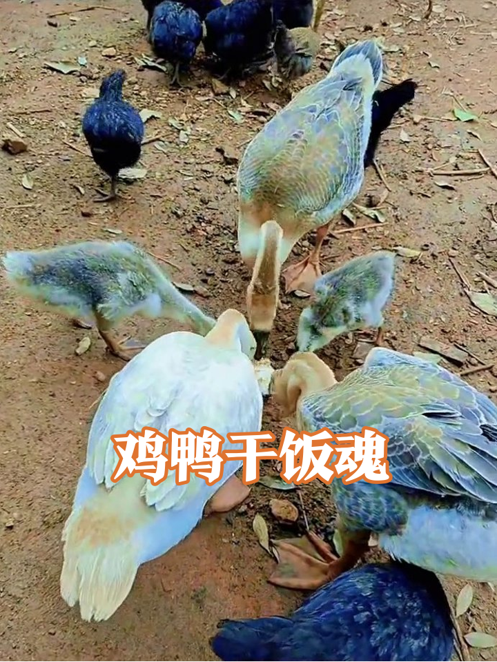 鸡鸭鹅抢食大混战!大鹅带娃霸C位,小鸡夹缝求生太真实