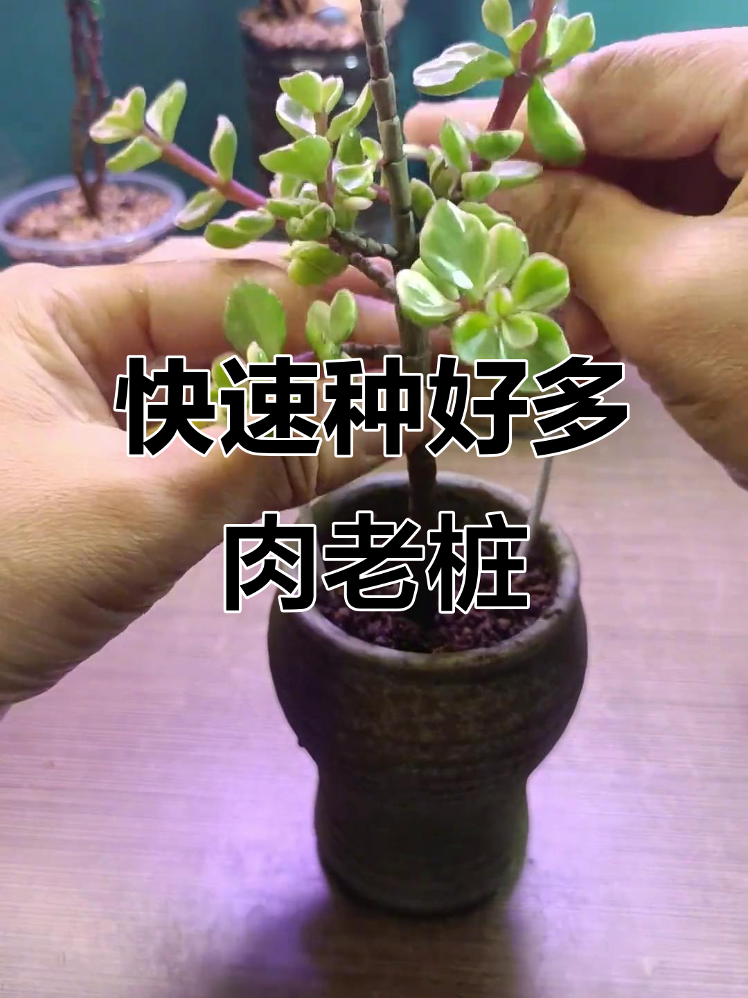 多肉提根老桩种植技巧，轻松打造太阳花造型