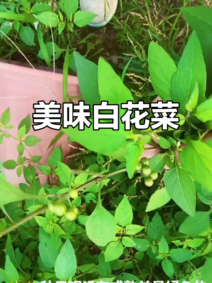 白花菜:酸甜可口的野味,营养丰富