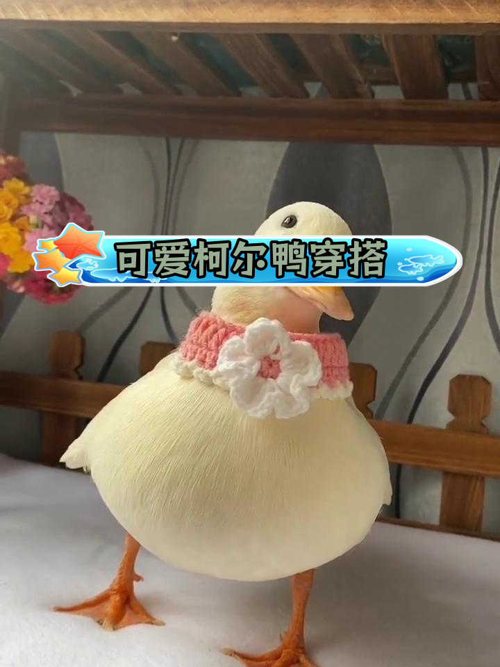 手工制作柯尔鸭衣服,萌态十足