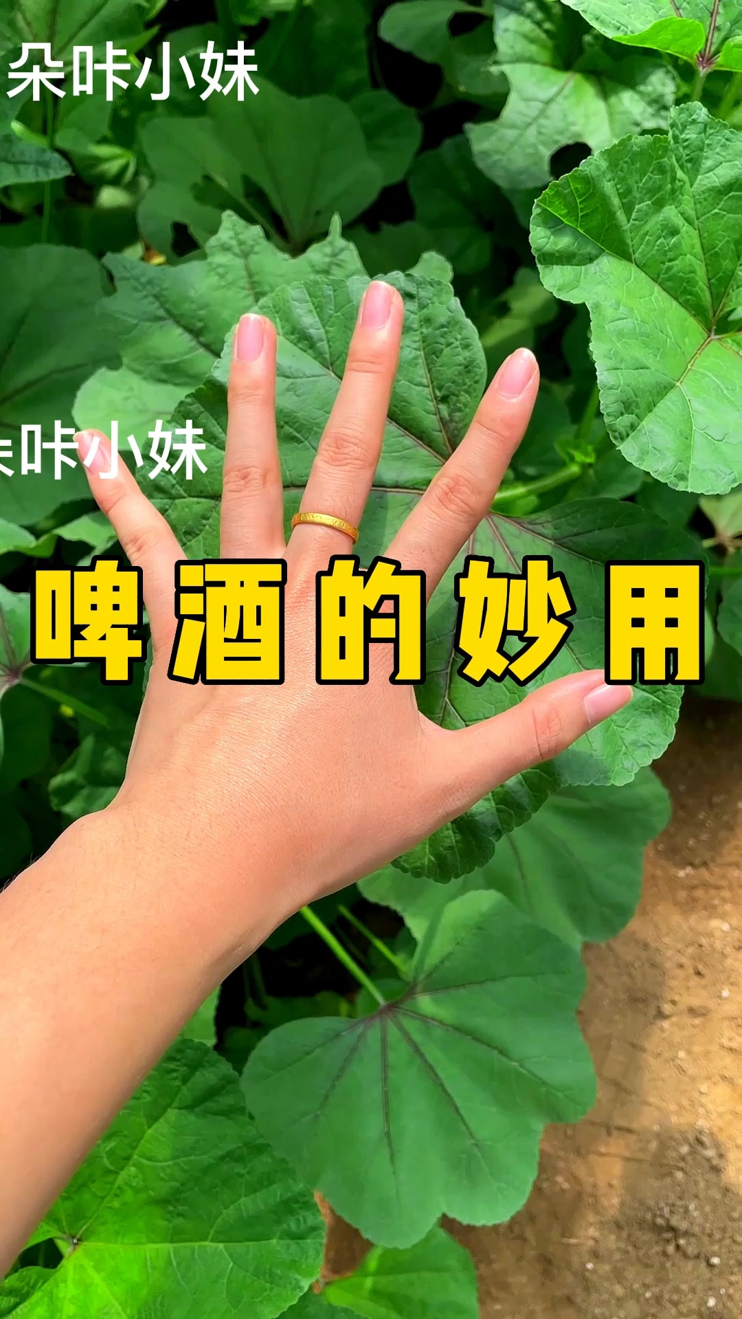 啤酒还可以用来浇菜