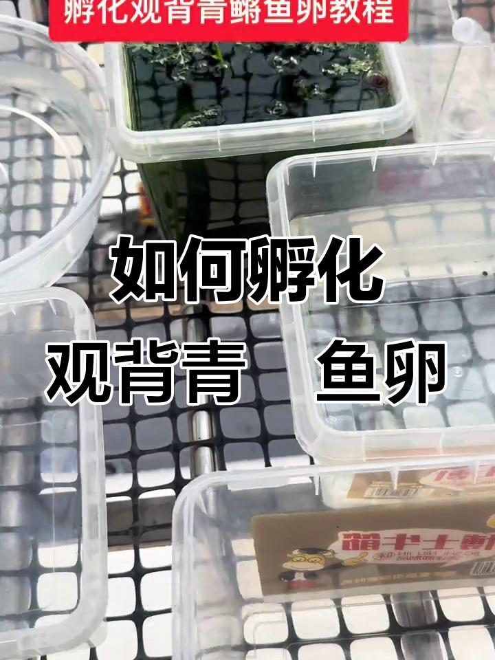 鱼卵孵化技巧大公开,新手必看!