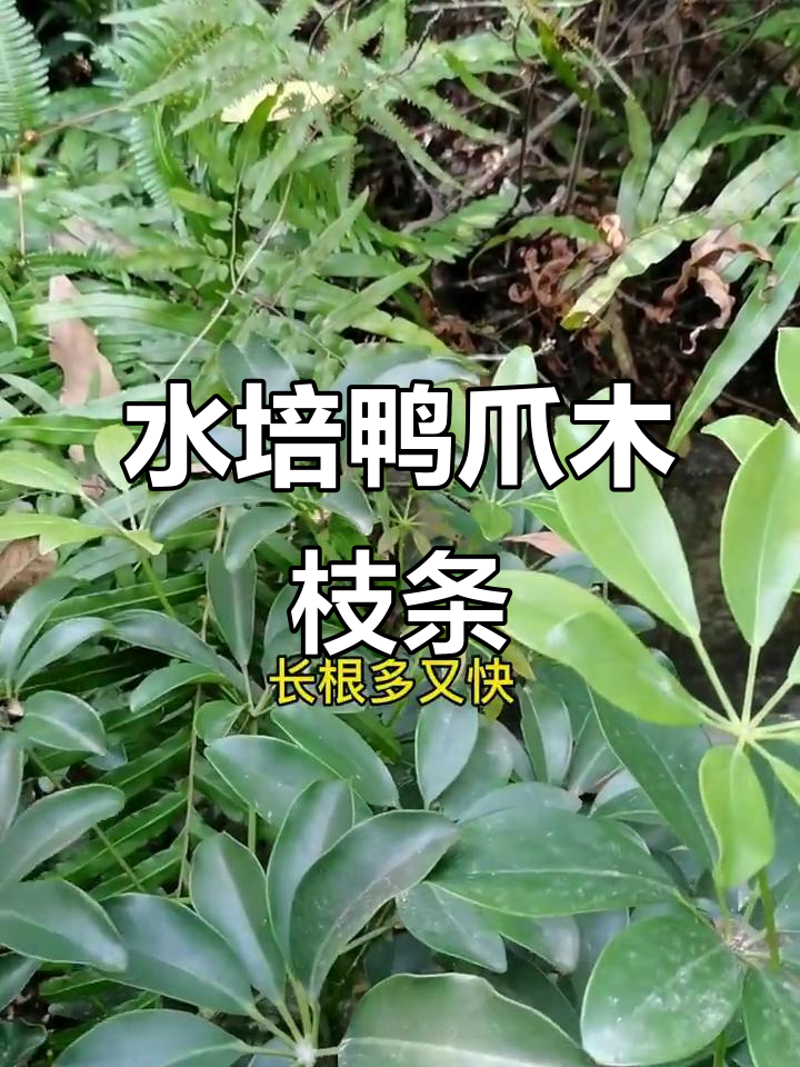 鸭掌木枝条水培技巧,快速生根超简单