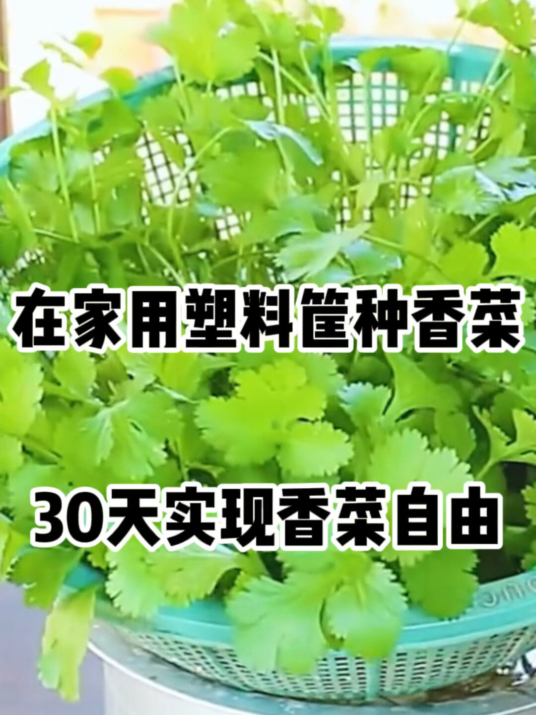 在家用塑料筐水培香菜,30天实现香菜自由