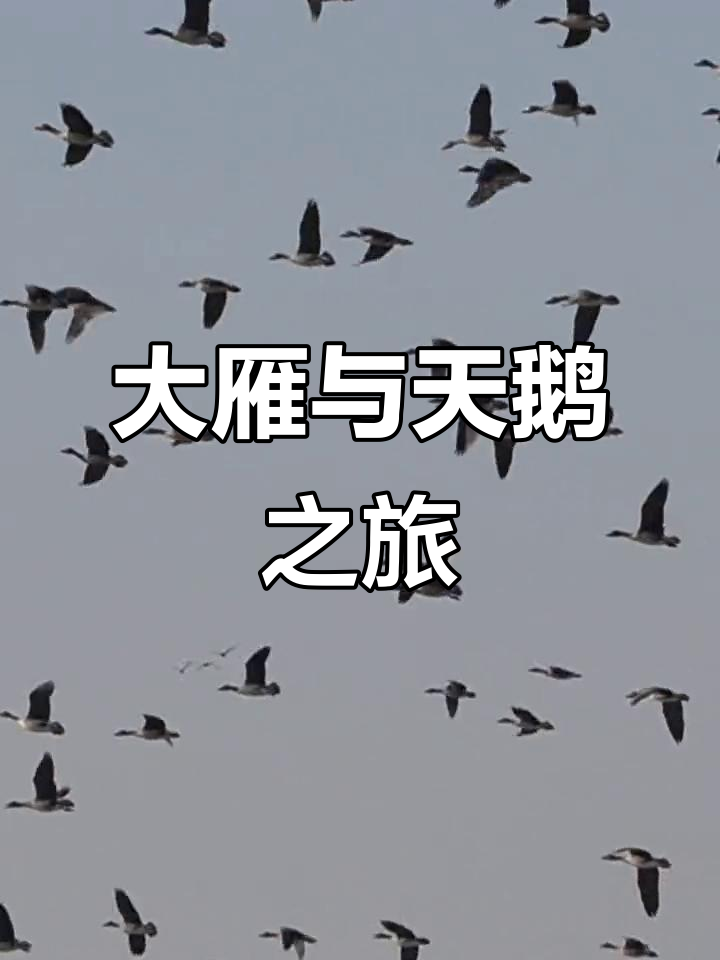 突然心血来潮,独自前往安庆赏大雁与天鹅