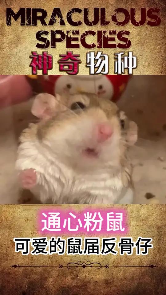 超可爱的反骨仔——通心粉鼠 你想不想养一只自带火腿肠的小鼠鼠呢