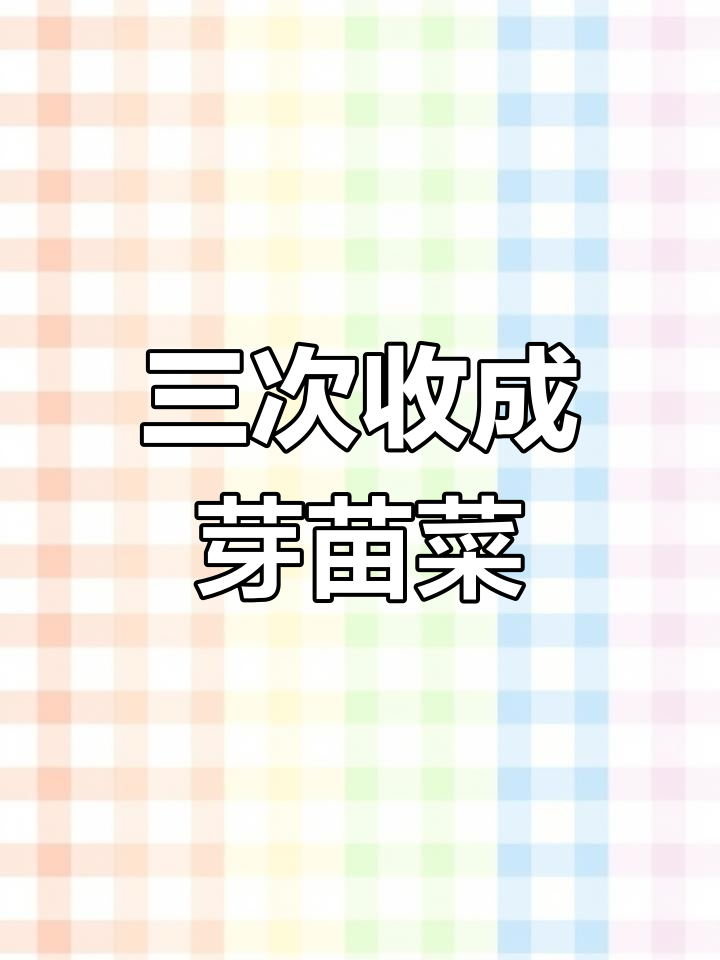 豌豆芽苗菜,三茬收获不间断