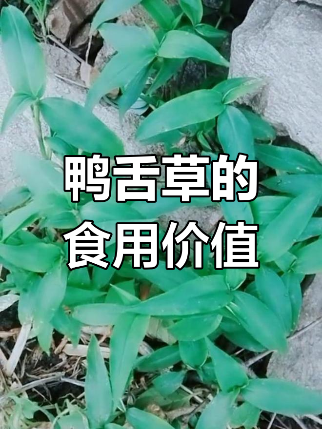 鸭跖草:夏季开花的野菜,嫩茎叶可炒食或做汤