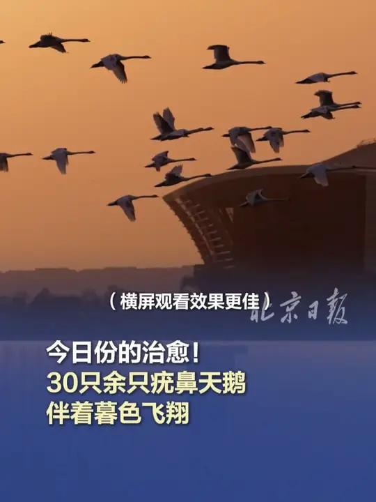横屏观看更佳 今日份的治愈!30只余只疣鼻天鹅伴着暮色飞翔近日,在郑州龙湖湿地公园,30余
